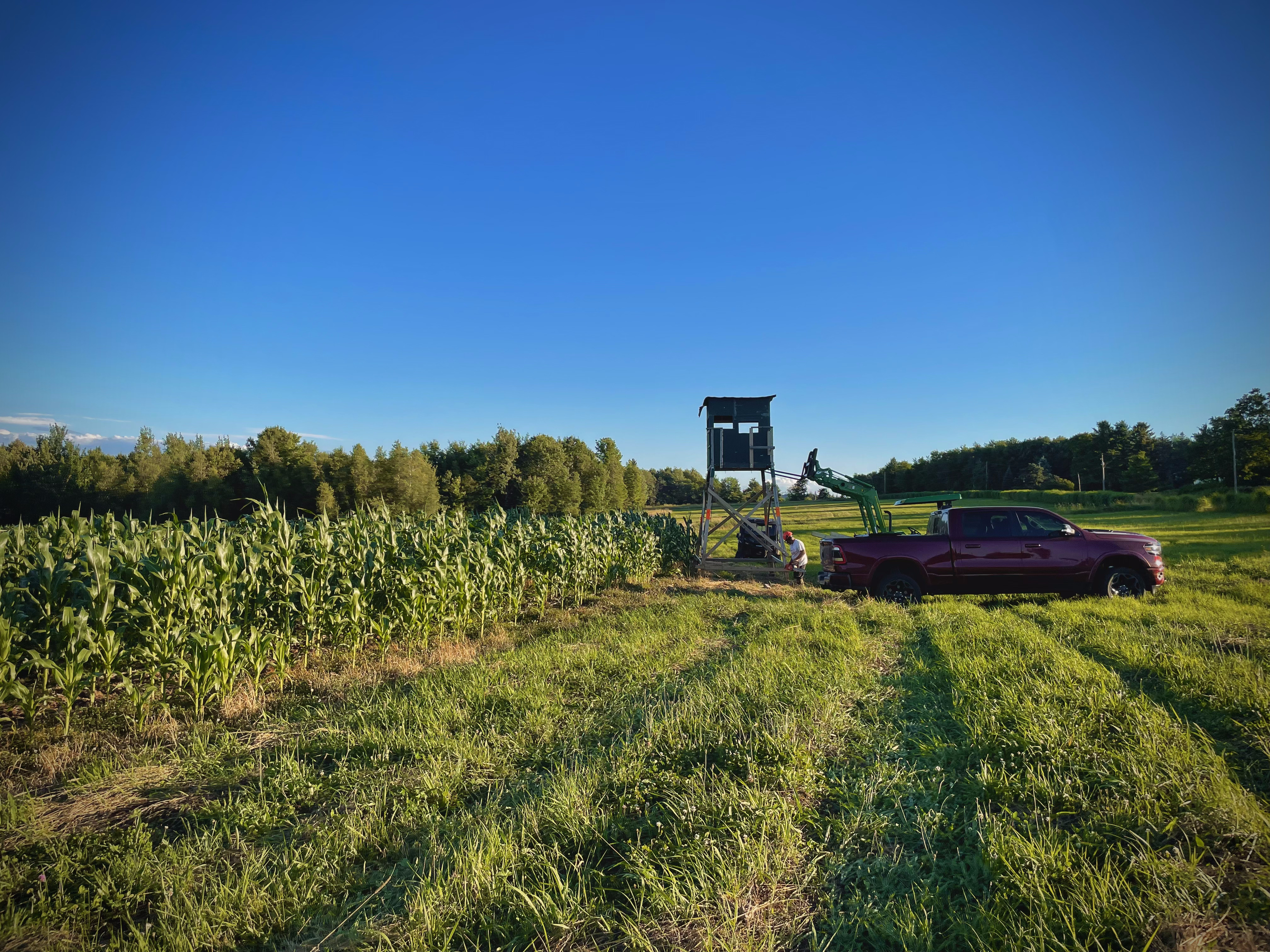 Food Plots
